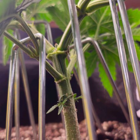 White Widow growlog timeline photo