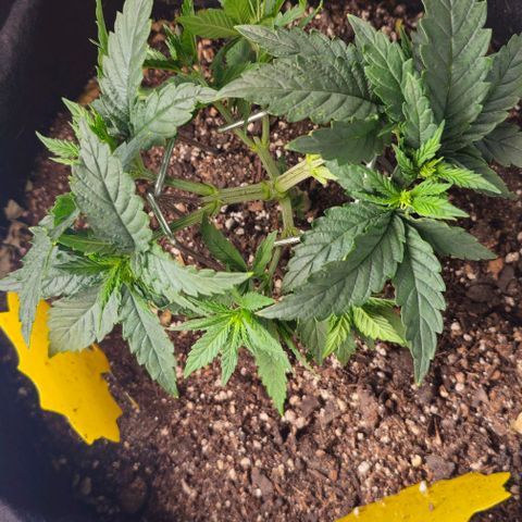 White Widow growlog timeline photo