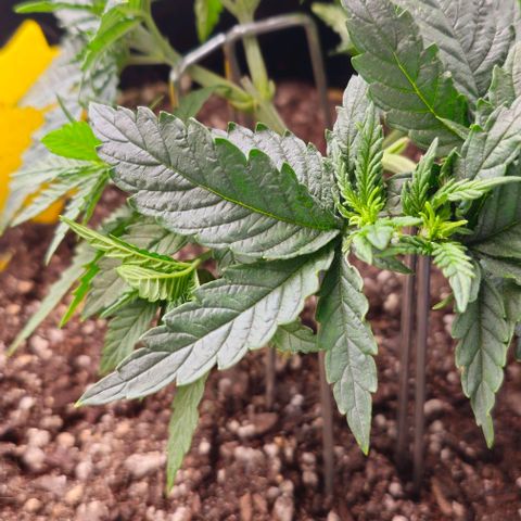 White Widow growlog timeline photo