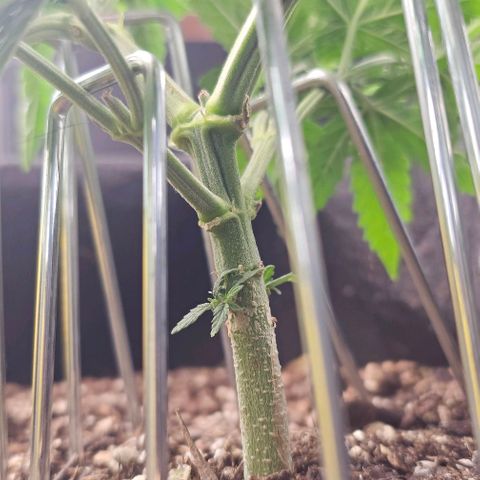 White Widow growlog timeline photo