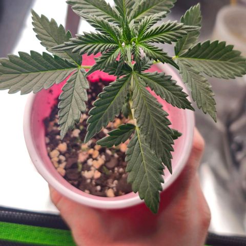 Grand Daddy Purp growlog timeline photo