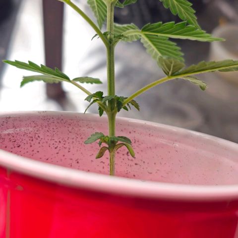 Grand Daddy Purp growlog timeline photo