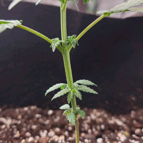Grand Daddy Purp growlog timeline photo