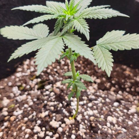 Grand Daddy Purp growlog timeline photo