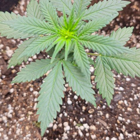 Grand Daddy Purp growlog timeline photo