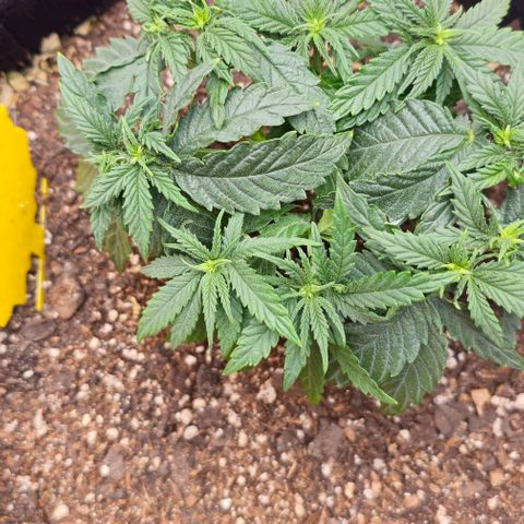 White Widow growlog timeline photo