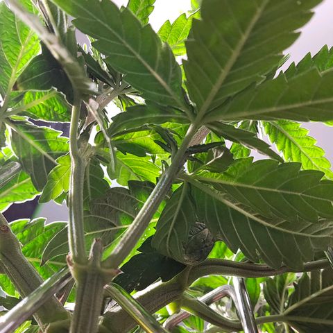 White Widow growlog timeline photo
