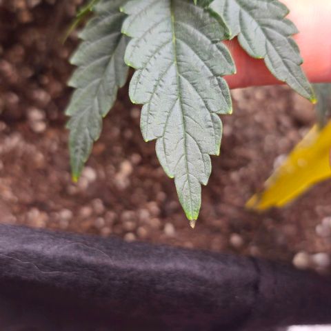White Widow growlog timeline photo