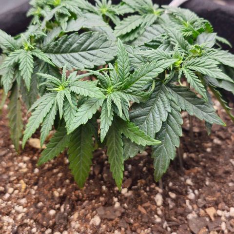 White Widow growlog timeline photo