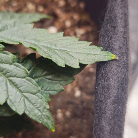 White Widow growlog timeline photo