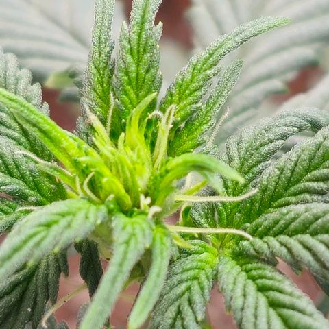 Grand Daddy Purp growlog timeline photo