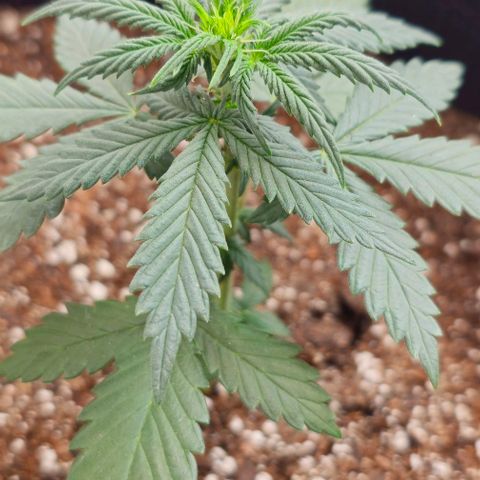 Grand Daddy Purp growlog timeline photo
