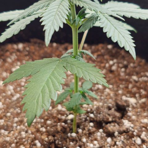 Grand Daddy Purp growlog timeline photo