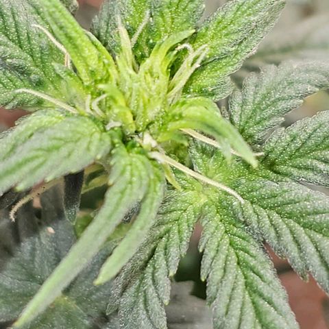 Grand Daddy Purp growlog timeline photo