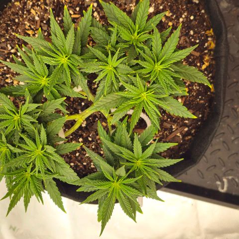 White Widow growlog timeline photo