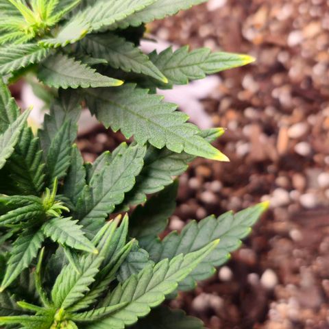 White Widow growlog timeline photo