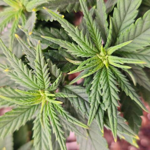White Widow growlog timeline photo