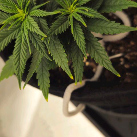 White Widow growlog timeline photo