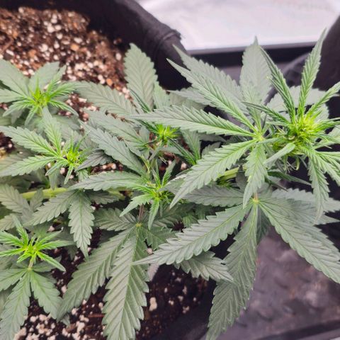 Grand Daddy Purp growlog timeline photo