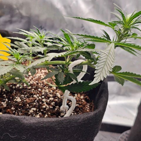 Grand Daddy Purp growlog timeline photo