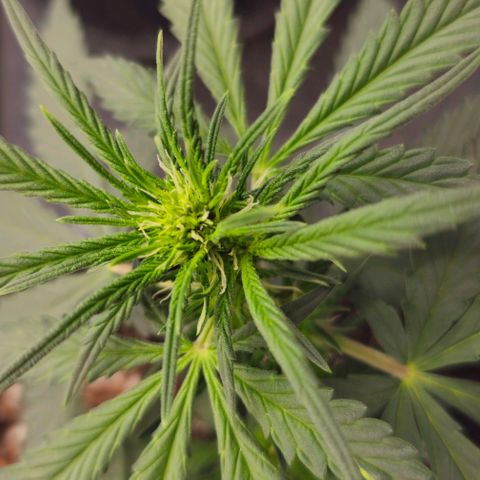 Grand Daddy Purp growlog timeline photo