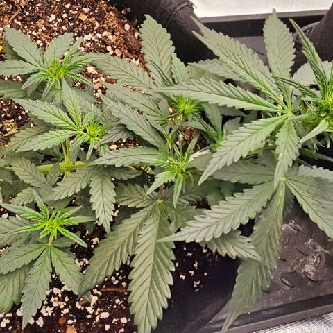 Grand Daddy Purp growlog timeline photo
