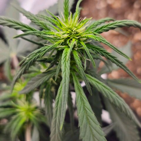 Grand Daddy Purp growlog timeline photo