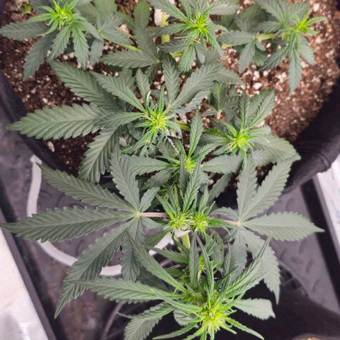 Grand Daddy Purp growlog timeline photo