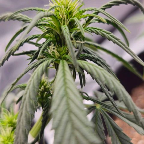 Grand Daddy Purp growlog timeline photo