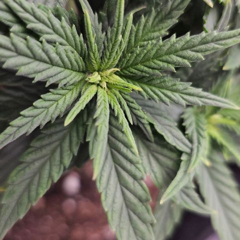 White Widow growlog timeline photo