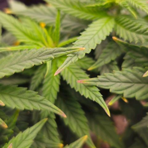 White Widow growlog timeline photo