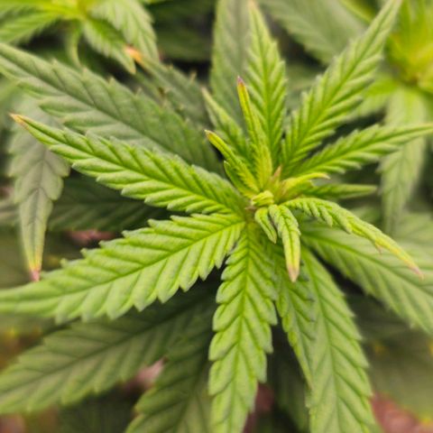 White Widow growlog timeline photo