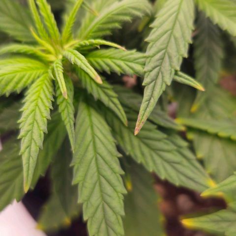 White Widow growlog timeline photo