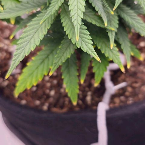 White Widow growlog timeline photo