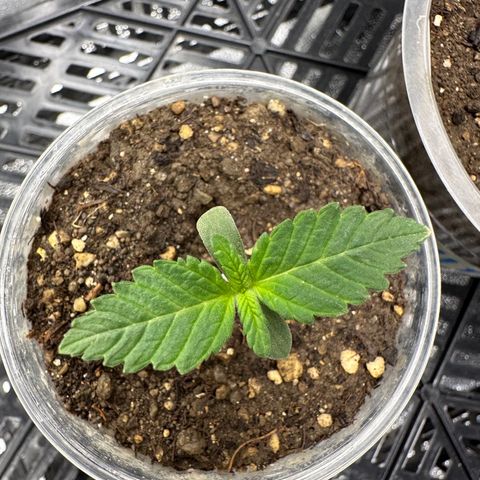 White Widow Fem growlog timeline photo