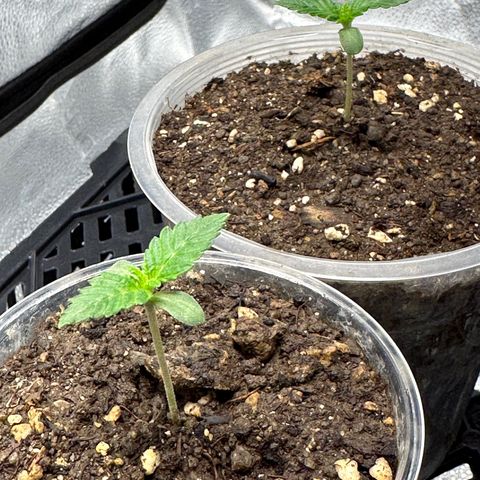 White Widow Fem growlog timeline photo