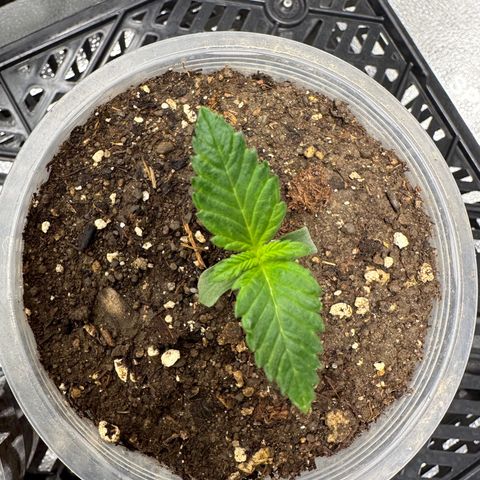White Widow Fem growlog timeline photo