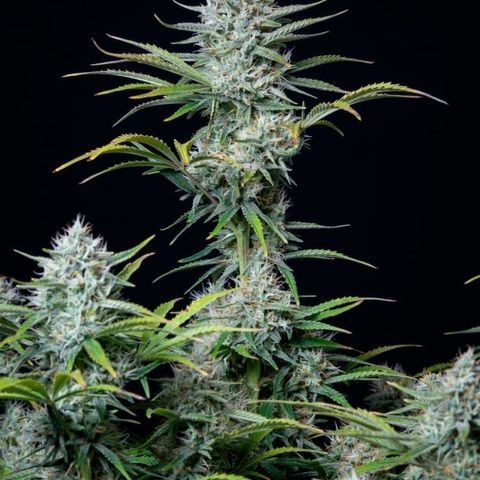 White Widow Fem growlog timeline photo