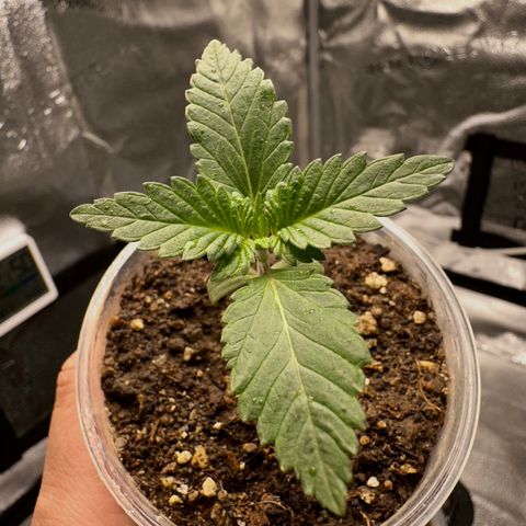 White Widow Fem growlog timeline photo