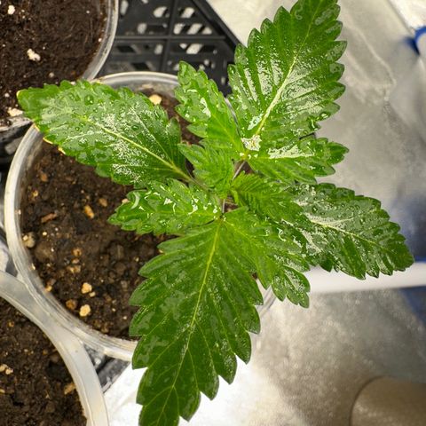 White Widow Fem growlog timeline photo