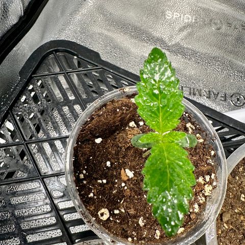 Candy Kush growlog timeline photo
