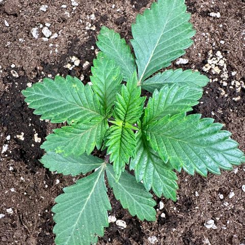 White Widow Fem growlog timeline photo