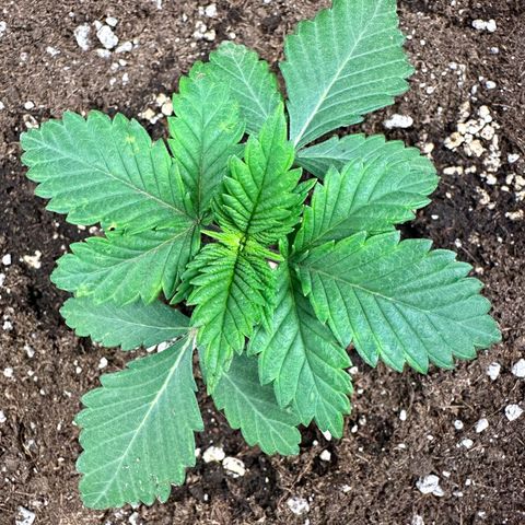 White Widow Fem growlog timeline photo
