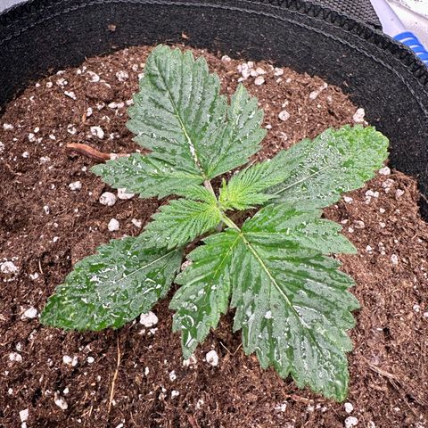 Candy Kush growlog timeline photo