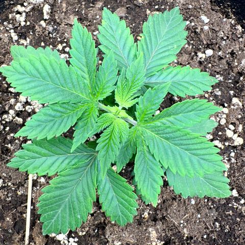 White Widow Fem growlog timeline photo