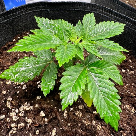White Widow Fem growlog timeline photo