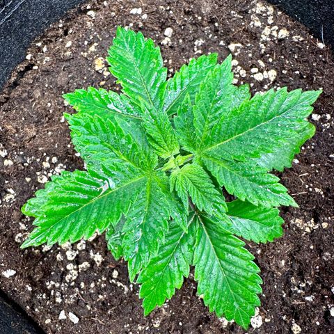 White Widow Fem growlog timeline photo