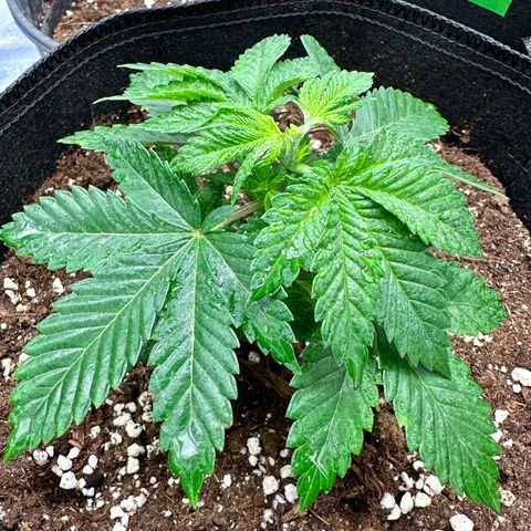 White Widow Fem growlog timeline photo