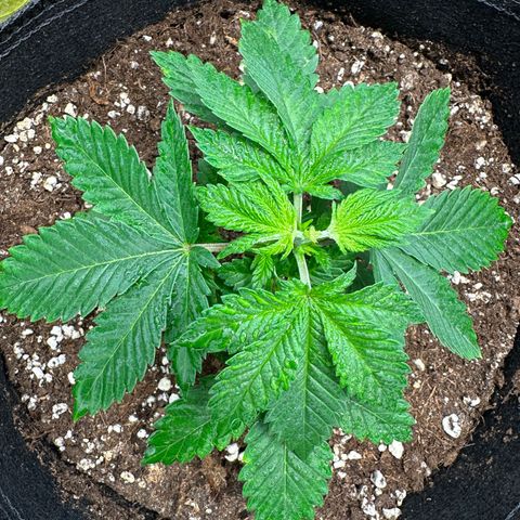 White Widow Fem growlog timeline photo