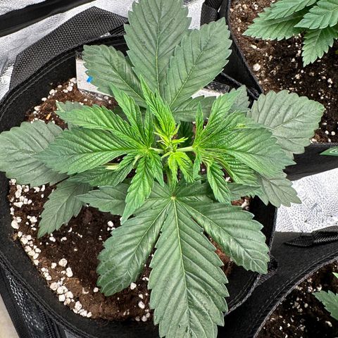 Candy Kush growlog timeline photo